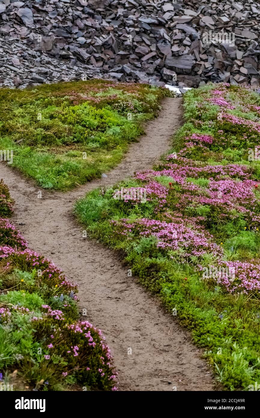 Pink Mountain-Heath, Phyllodoce empetriformis, along the Pacific Crest Trail in the Goat Rocks Wilderness, Gifford Pinchot National Forest, Washington Stock Photo