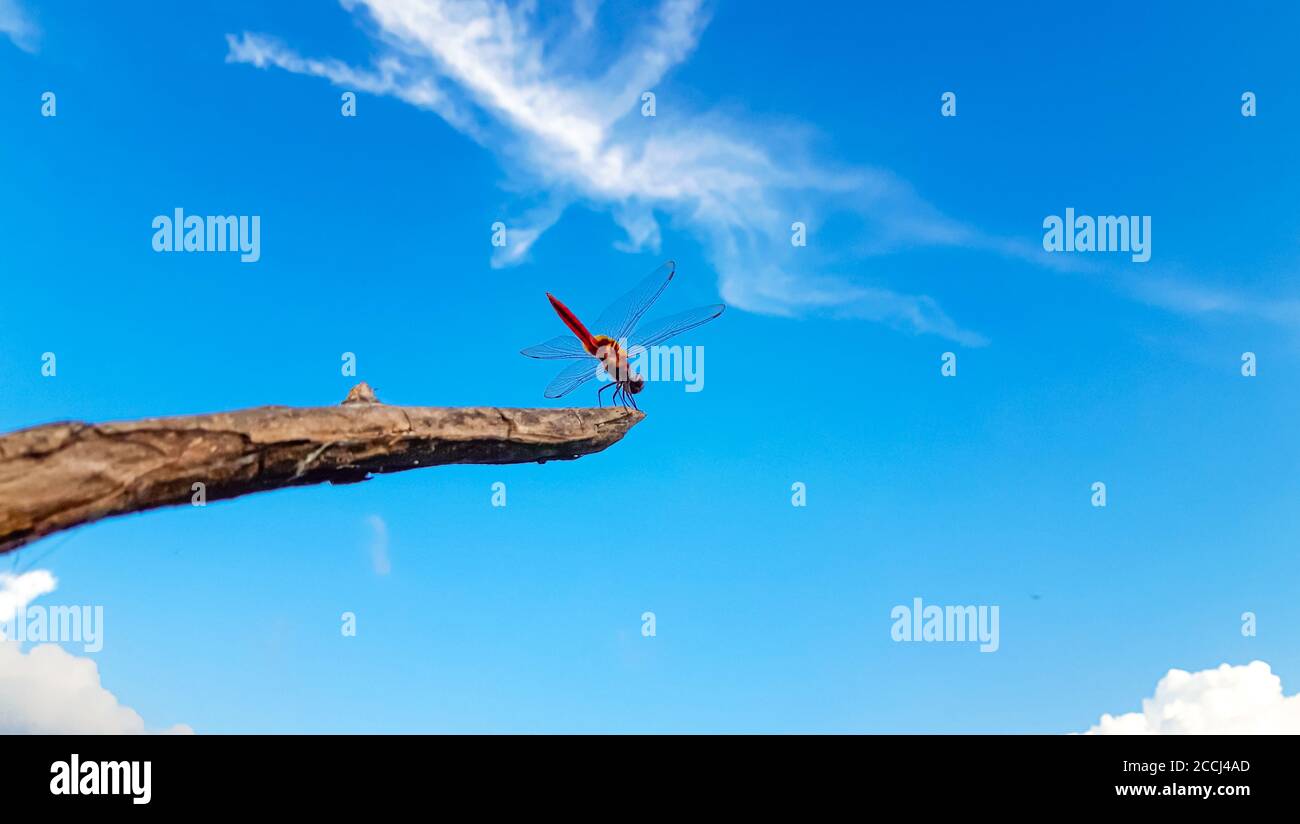 Red Dragonfly  with  Sky Background Stock Photo