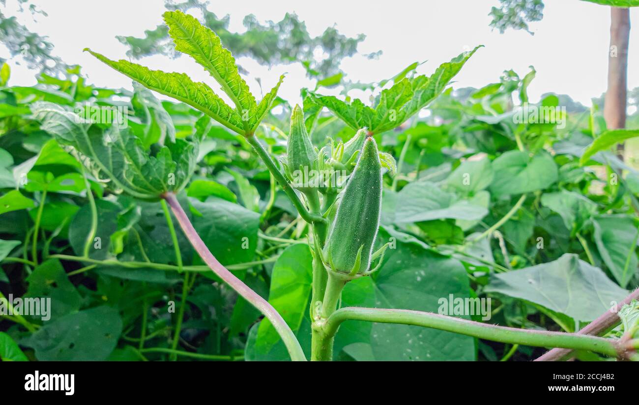 Okra plant hires stock photography and images Alamy
