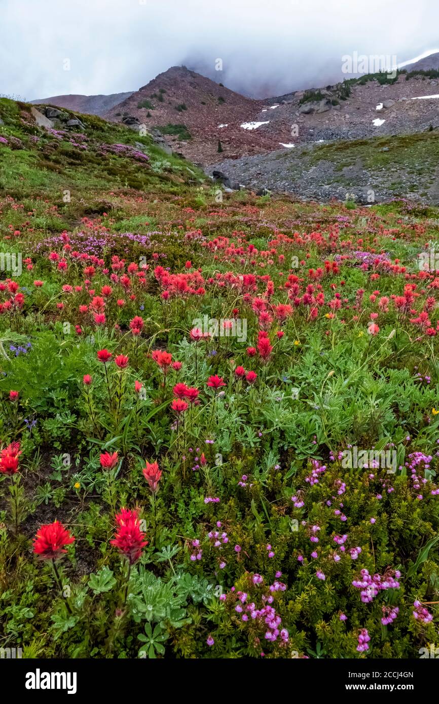 Indian Paintbrush, Castilleja miniata,  flowering in a meadow along the Pacific Crest Trail in the Goat Rocks Wilderness, Gifford Pinchot National For Stock Photo