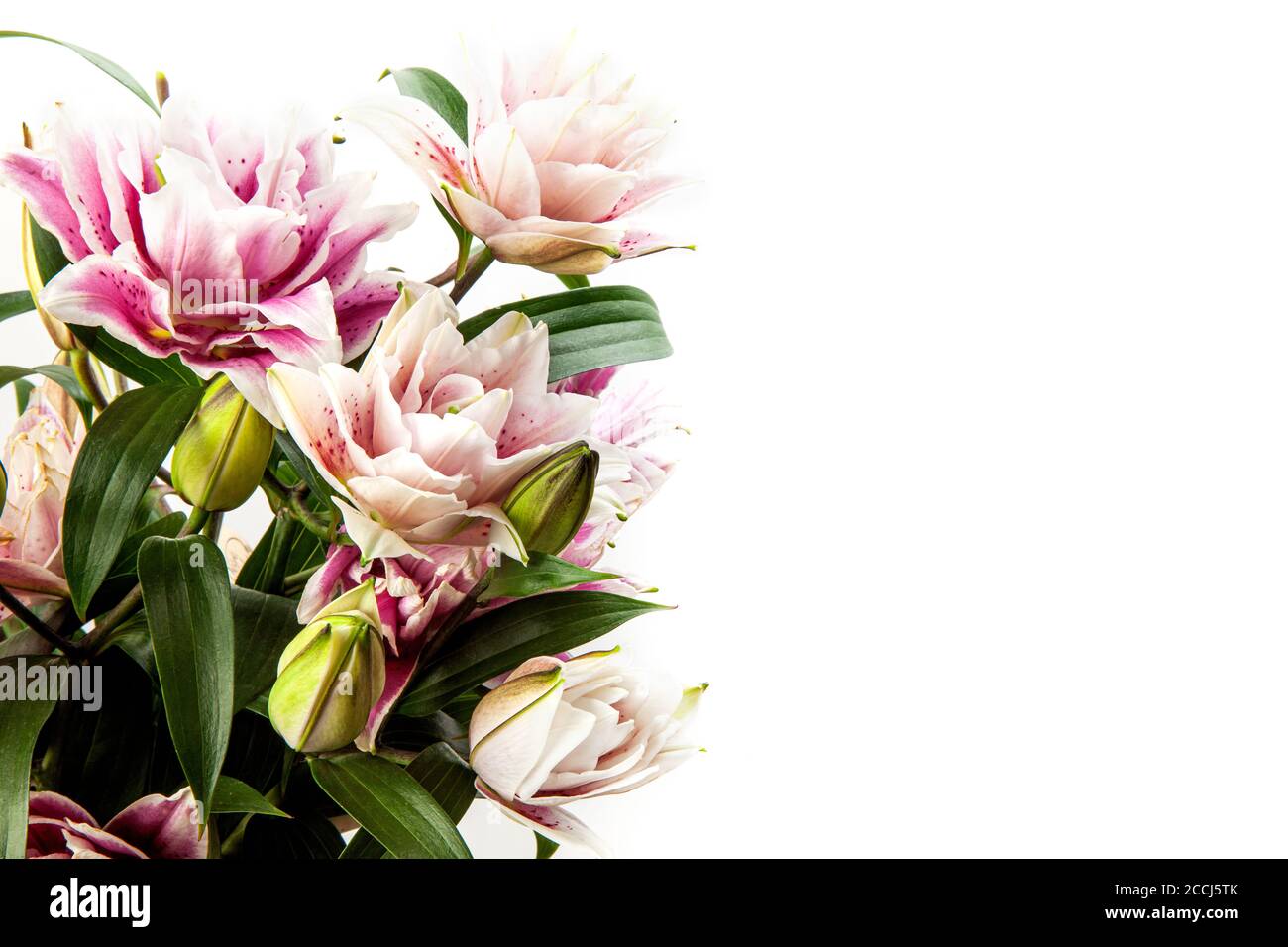 Bouquet of pink and white lilies isolated on white background. Macro ...