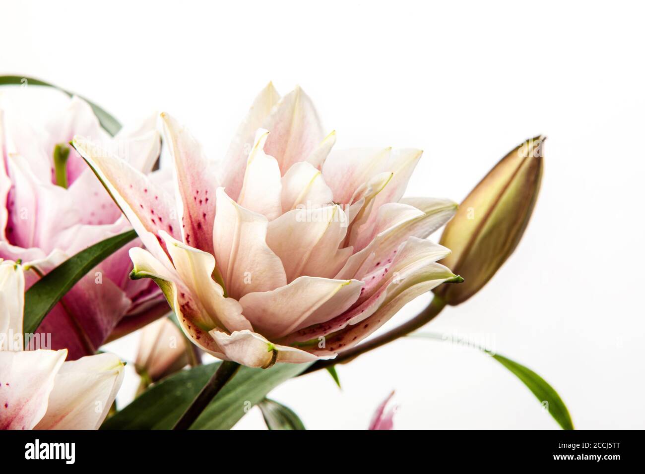 Bouquet of pink and white lilies isolated on white background. Macro ...