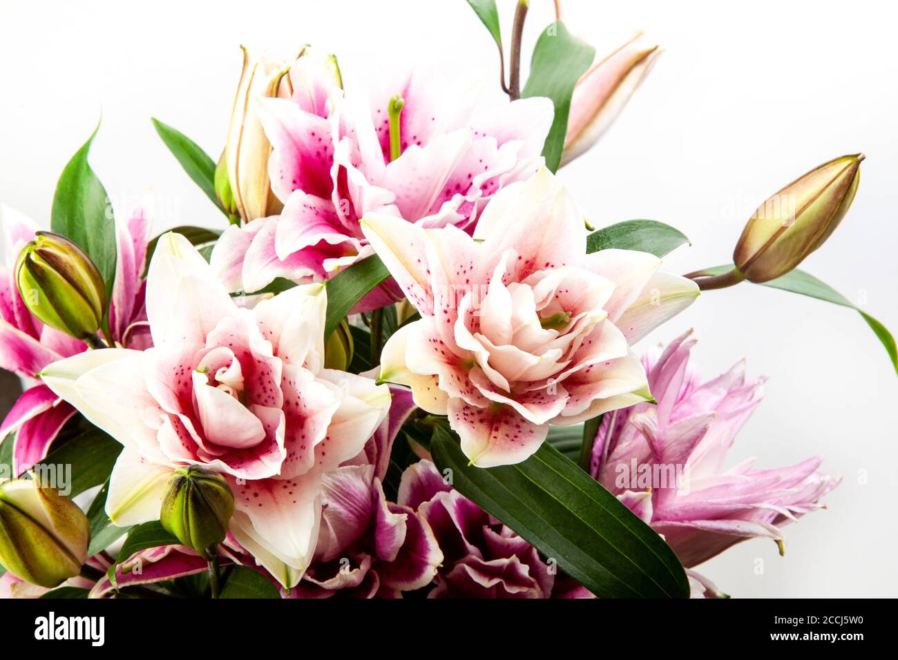 Bouquet of pink and white lilies isolated on white background. Macro ...