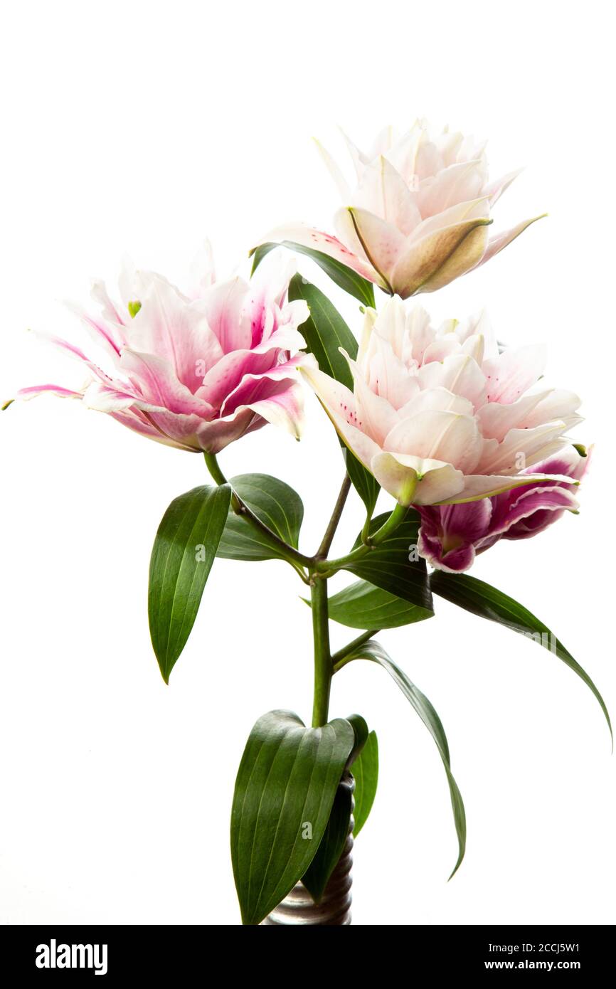 Bouquet of pink and white lilies isolated on white background. Macro ...