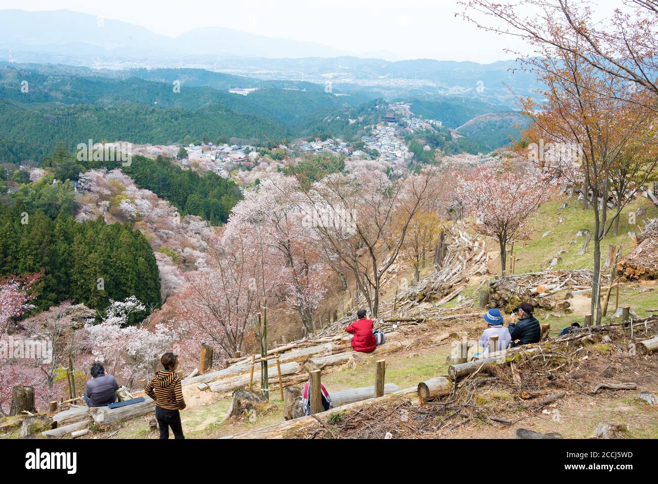 Nara, Japan Cherry blossoms at Kamisenbon area in Mount Yoshino, Nara, Japan. Mt Yoshino is