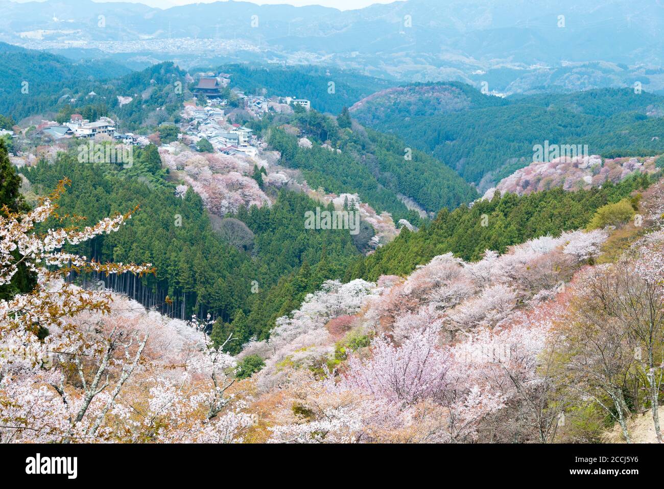 Nara, Japan - Cherry blossoms at Kamisenbon area in Mount Yoshino, Nara, Japan. Mt Yoshino is part of UNESCO World Heritage Site. Stock Photo