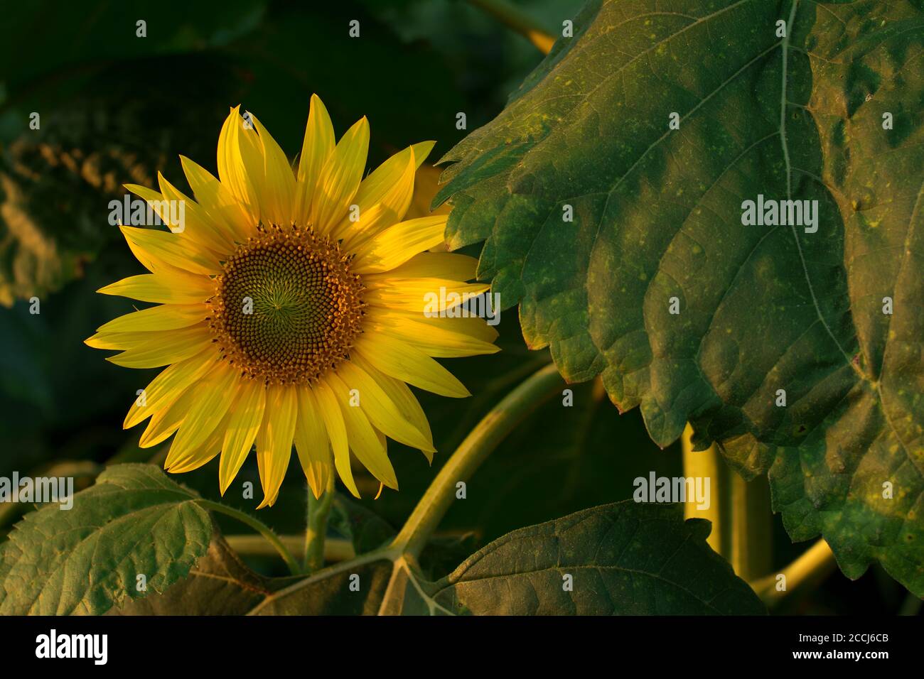 Sunflower head and it's stem with leaves, at sunset. There are visible ray flowers, and unopened and opened disk florets in a female phase. Stock Photo