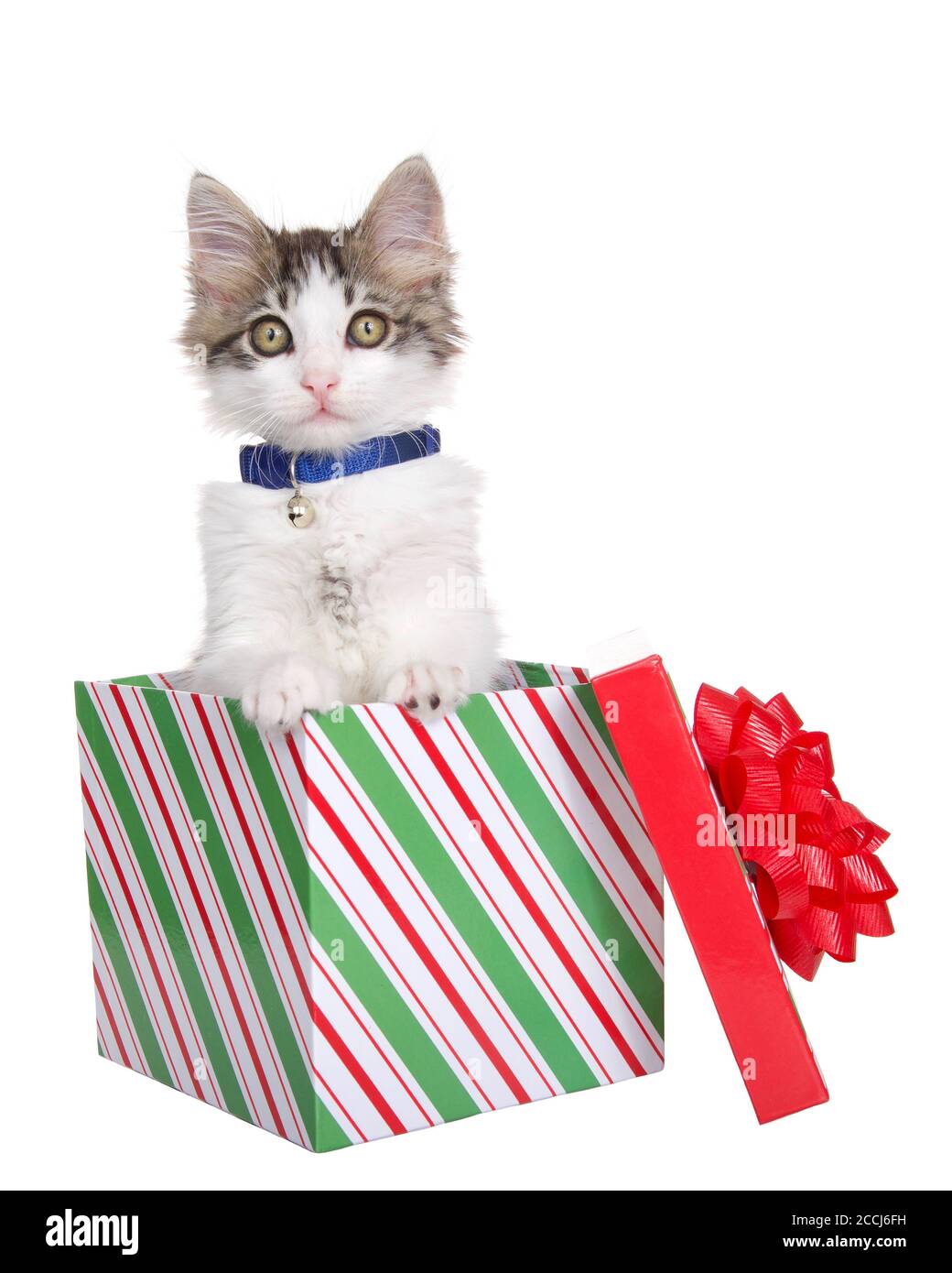 Grey and white long haired tabby kitten wearing a blue collar with bell, popping out of a green red and white striped Christmas present with lid and b Stock Photo