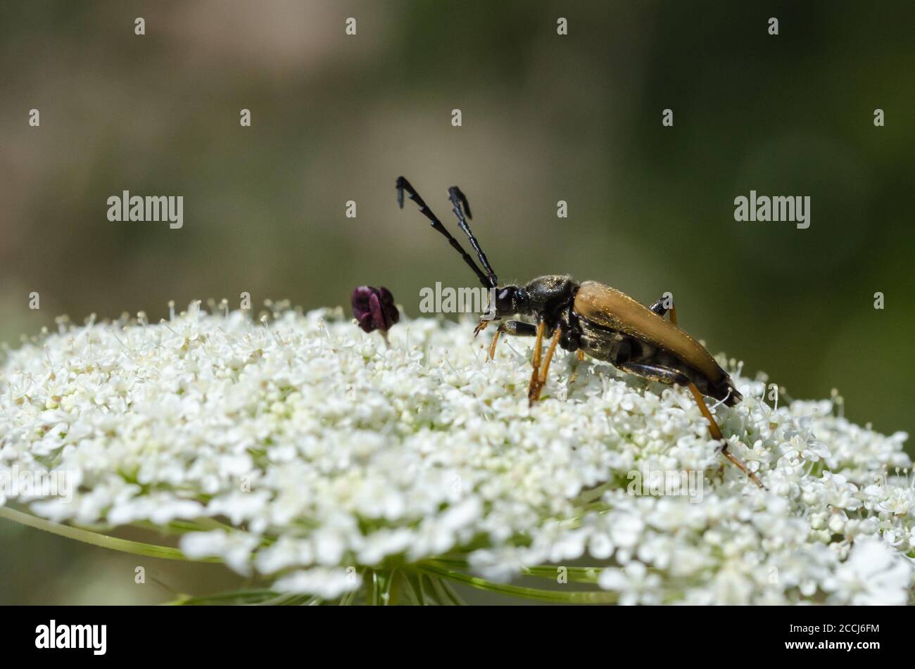 Male Red-Brown Longhorn Beetle close up on a white flower Stock Photo