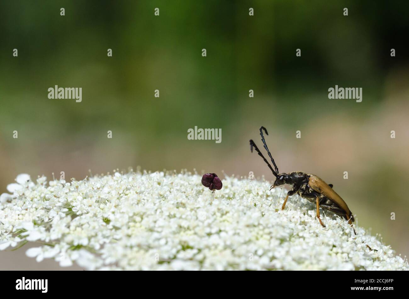 Longhorn beetle, Red-brown Longhorn Beetle, on a wild carrot flower Stock Photo