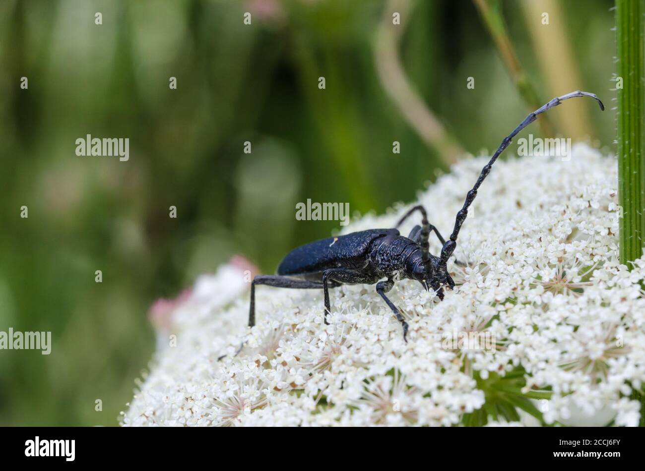 Close up of a Capricorn Beetle on a white flower Stock Photo
