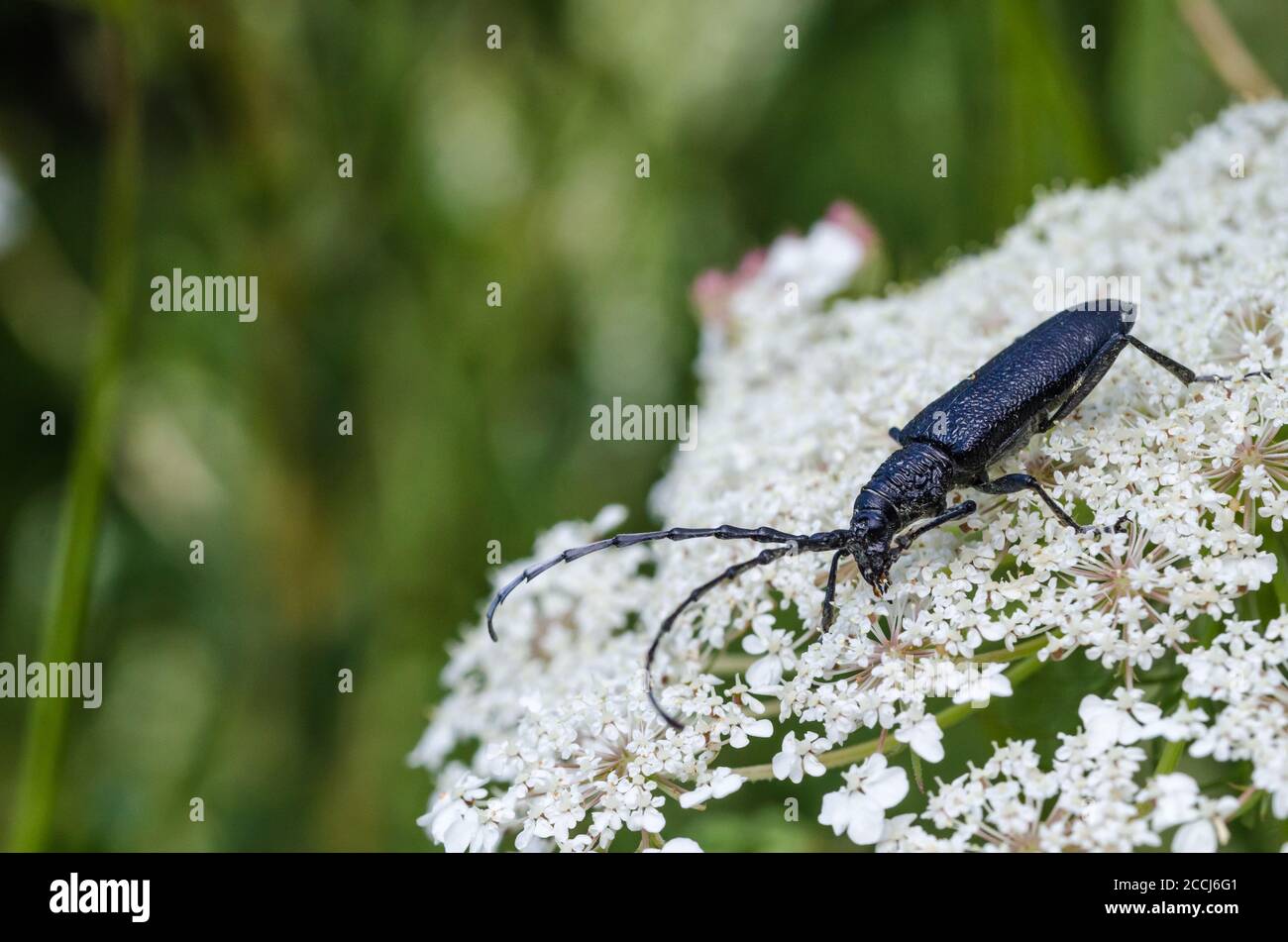 Black longhorn beetle, Capricorn Beetle, close up on a wild carrot flower Stock Photo