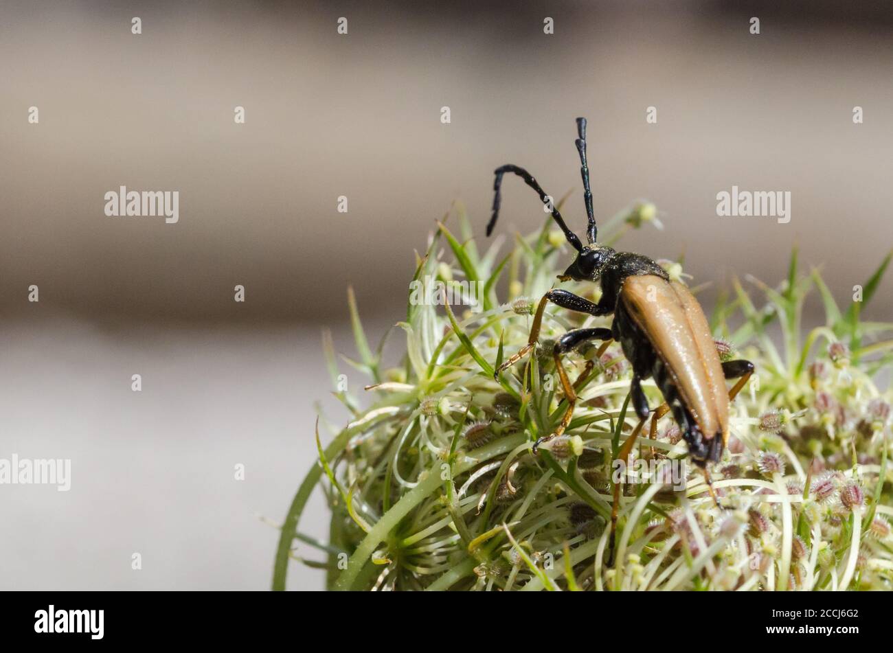 Red-brown Longhorn Beetle close up Stock Photo
