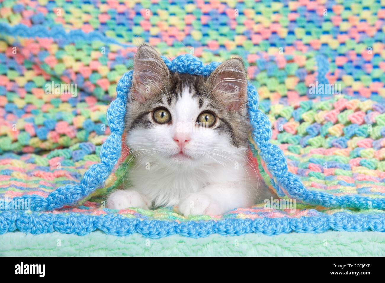 Crochet kitten hi-res stock photography and images - Alamy