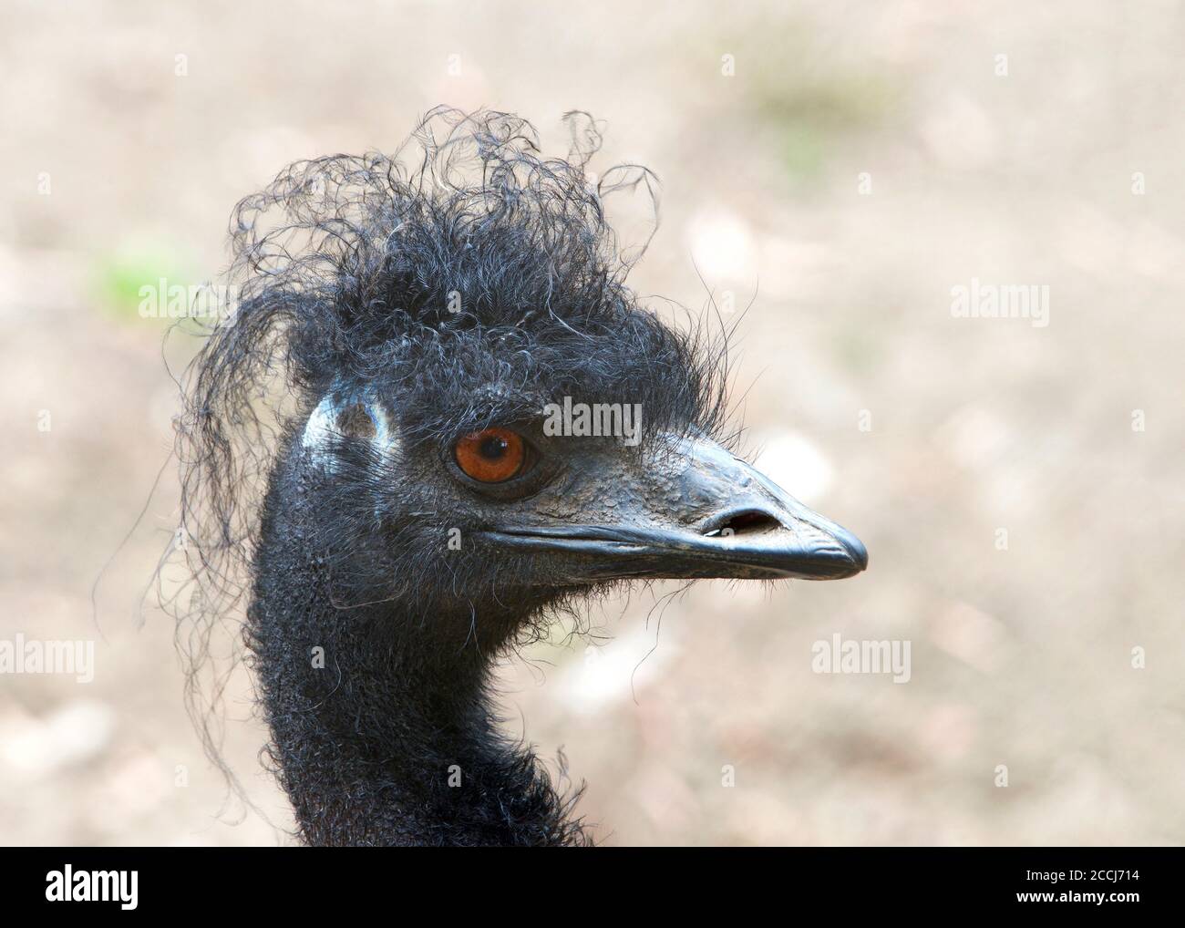 Messy feathers hi-res stock photography and images - Alamy