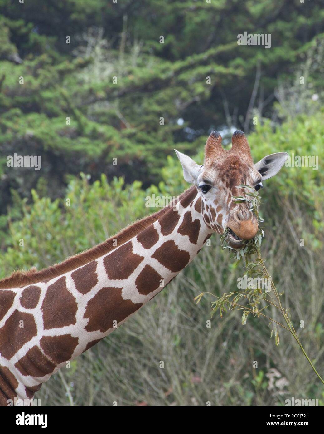 Portrait of a giraffe eating leaves looking at viewer. Vertical presentation Stock Photo