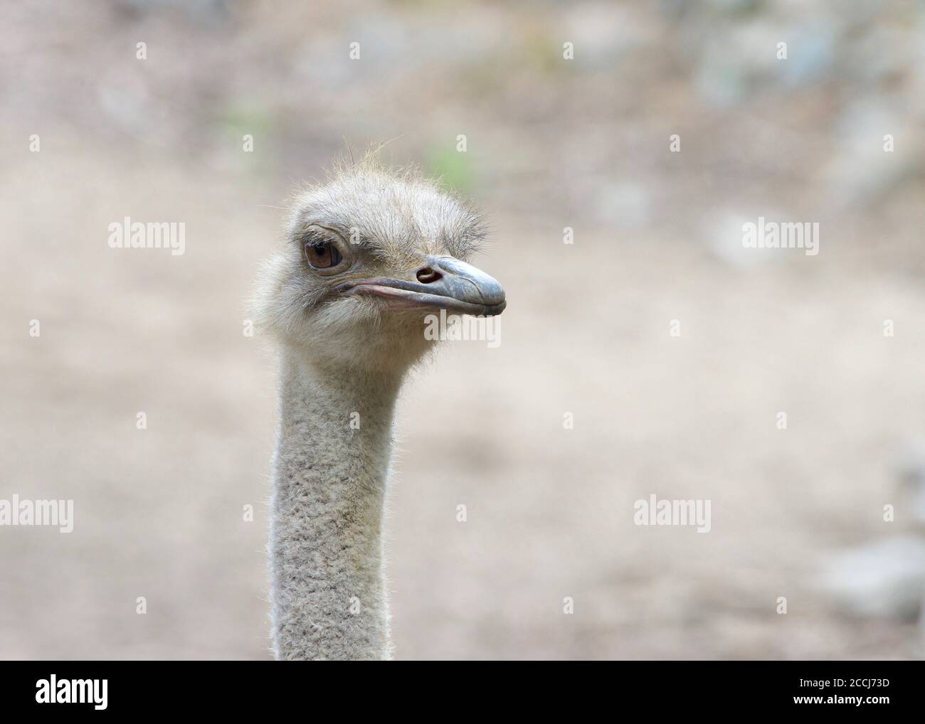 Portrait of one male ostrich looking to slightly to viewers right. The ostrich is a large flightless birds native to Africa. Stock Photo