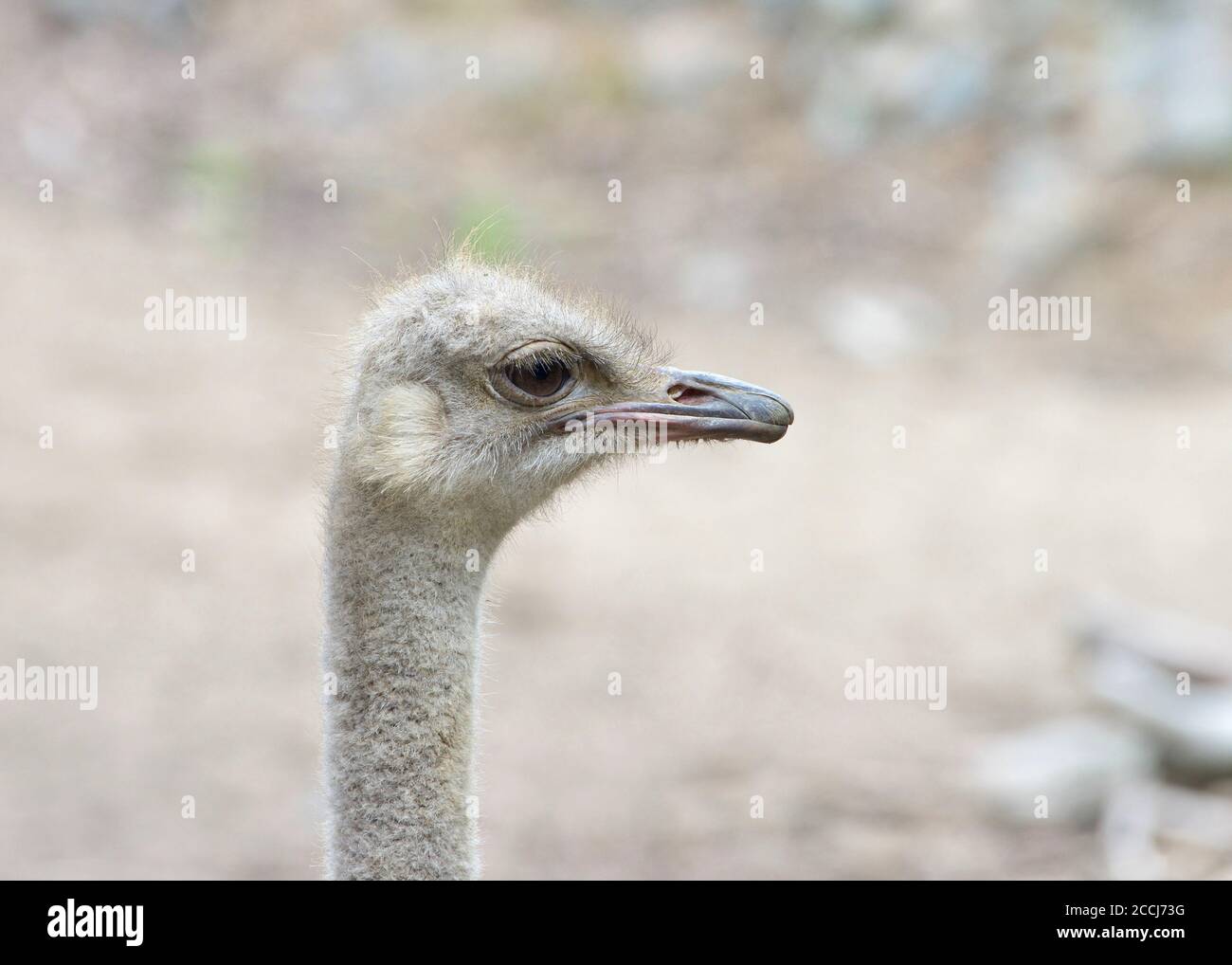 Portrait of one male ostrich looking to viewers right. The ostrich is a large flightless birds native to Africa. Stock Photo
