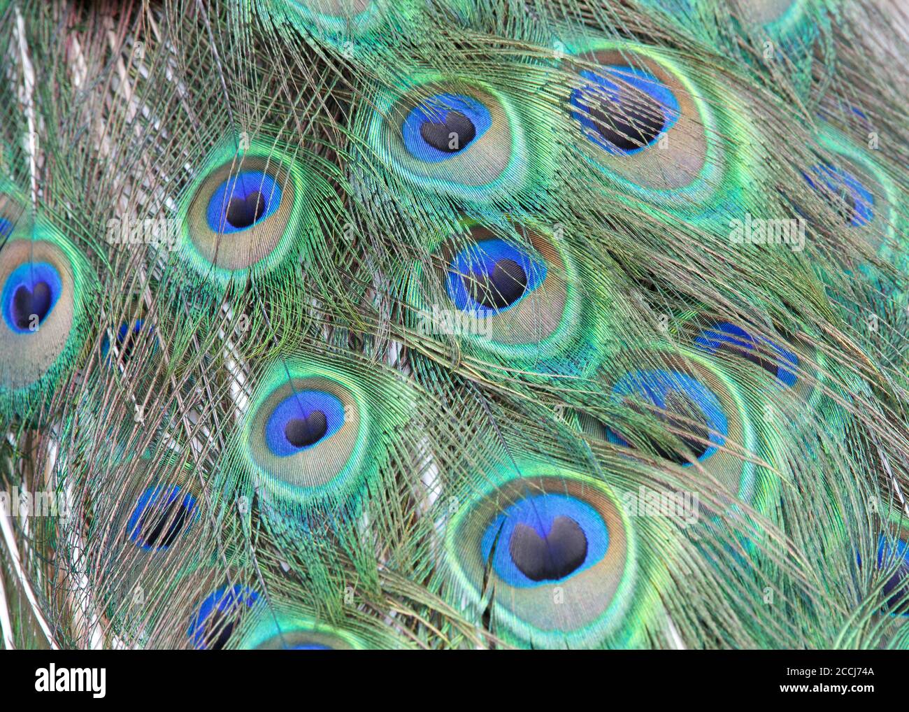 Peacock tail feathers hires stock photography and images Alamy