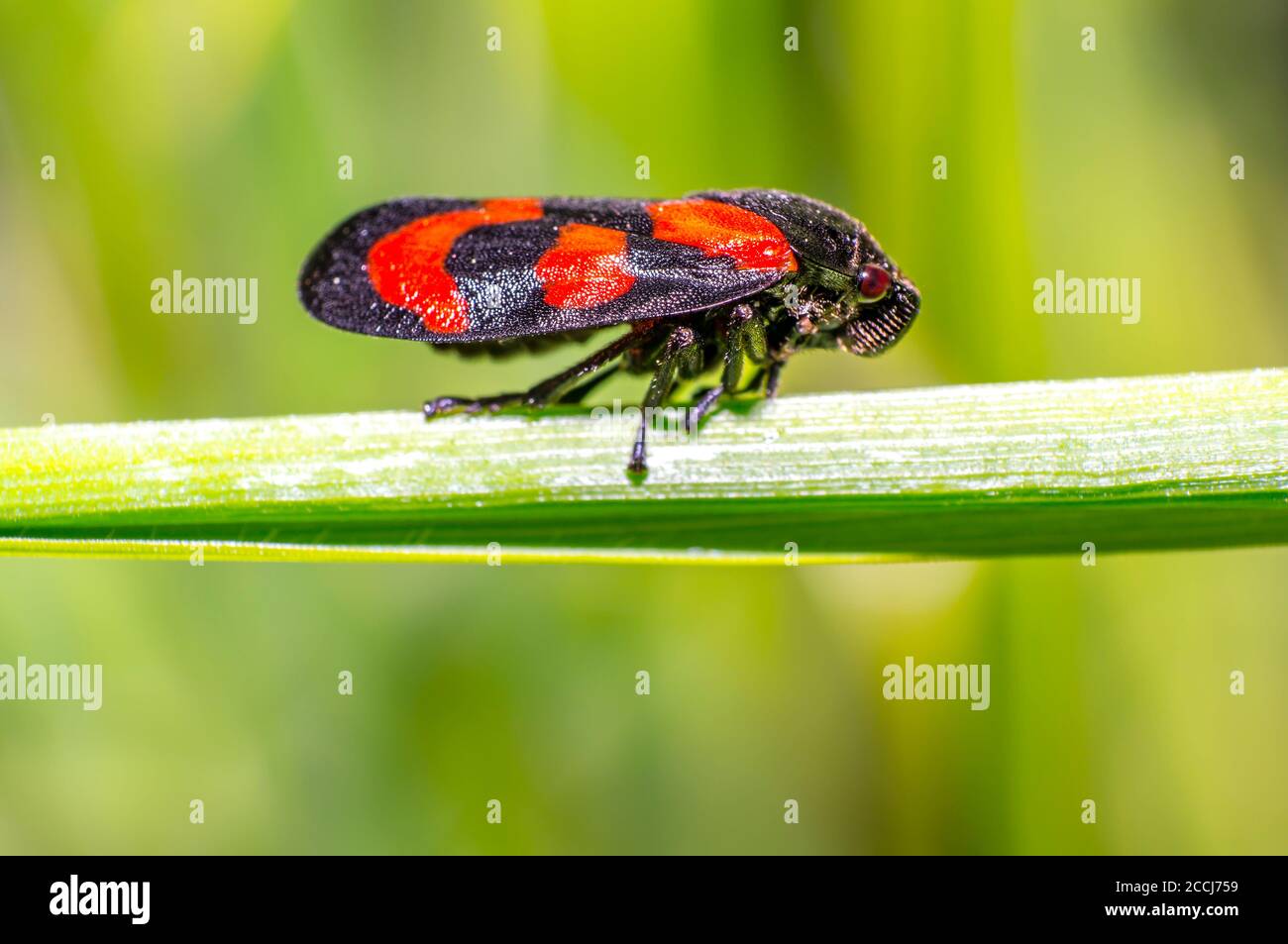 red black blood cicada beetle in nature season meadow Stock Photo