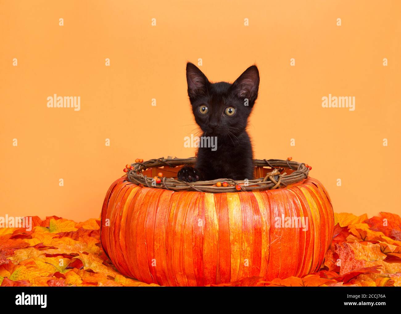 kitten pumpkin