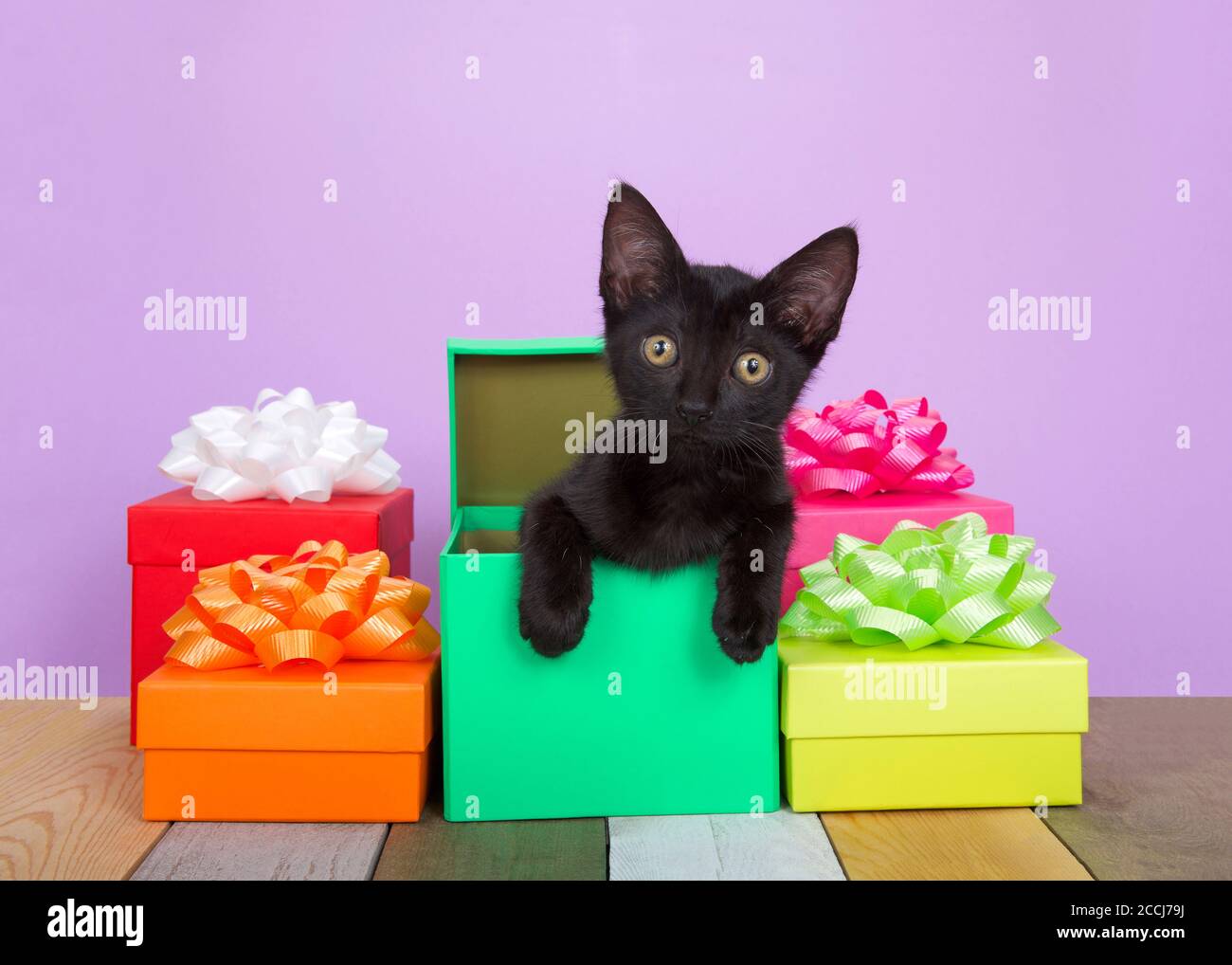 Adorable black kitten peaking out of a colorful birthday present surrounded by boxes with bows on an antique slated wood floor, multi colored and text Stock Photo