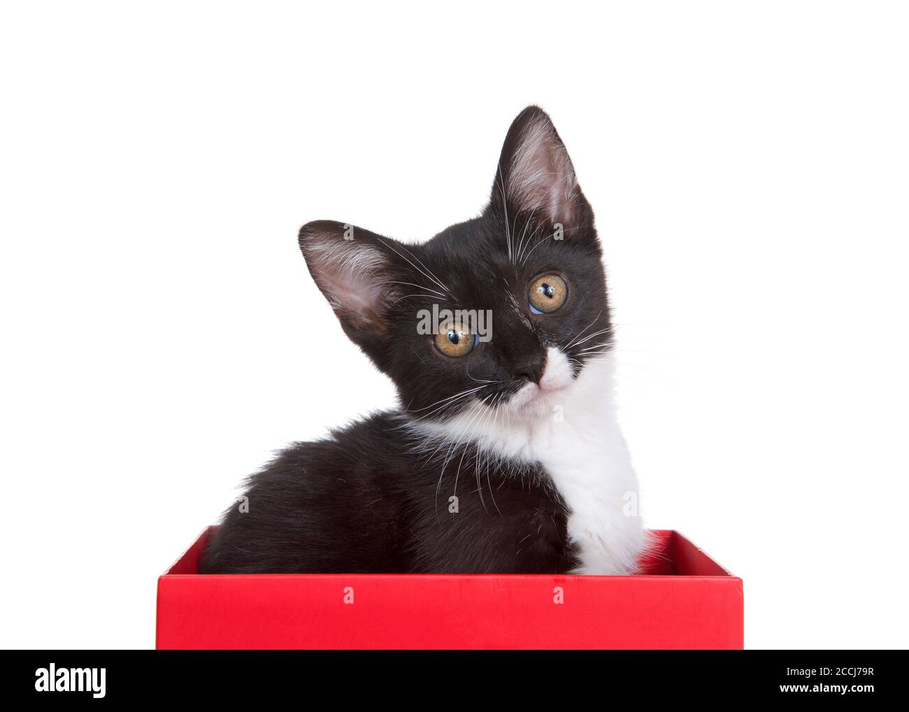 Black and white tuxedo kitten sitting in a red box looking quizzically at viewer, head tilted. Isolated on white Stock Photo