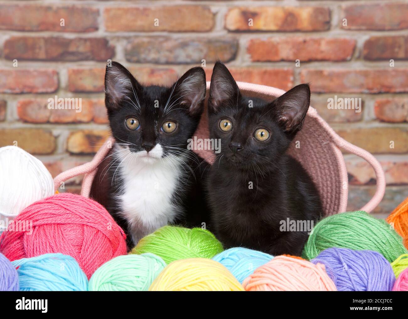 Black kitten and Tuxedo kitten peaking out of a pink yarn basket surrounded by colorful balls of yarn. Brick background. Stock Photo