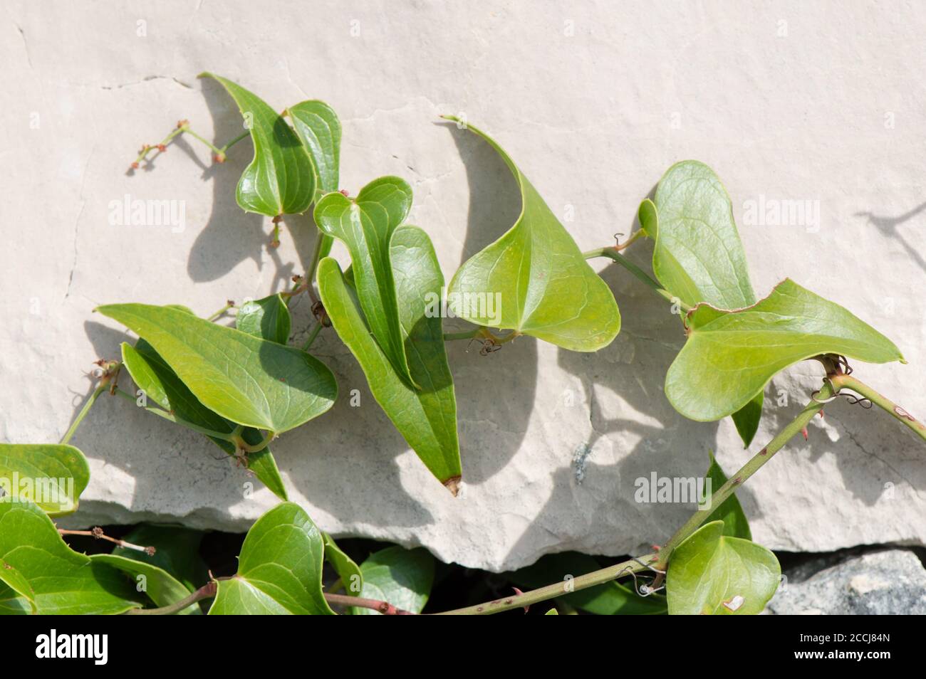Heart-shaped leaves, common smilax lat. Smilax aspera growing by the sharp rocks, from Dalmatia, Croatia Stock Photo