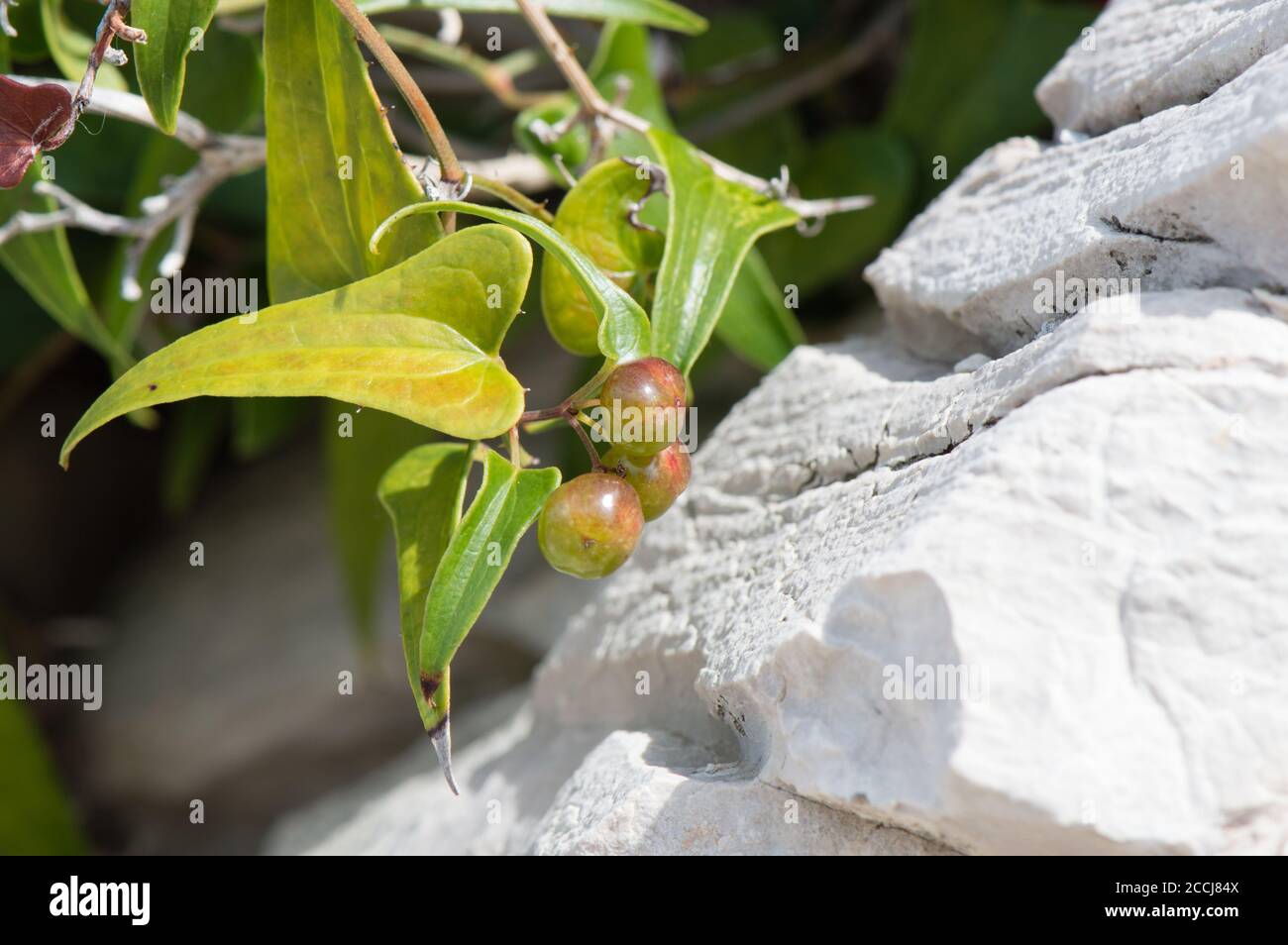 Common smilax plant with berries, lat. Smilax aspera, growing by the sharp rocks, heart-shaped leaves from Dalmatia, Croatia Stock Photo
