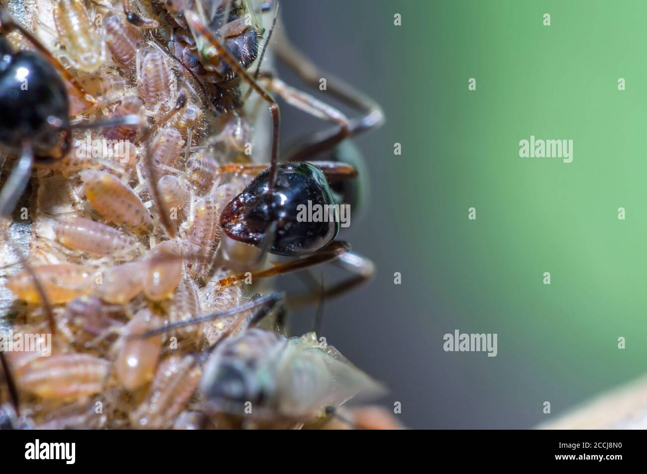 small black shiny ants milking aphids on an old tree Stock Photo