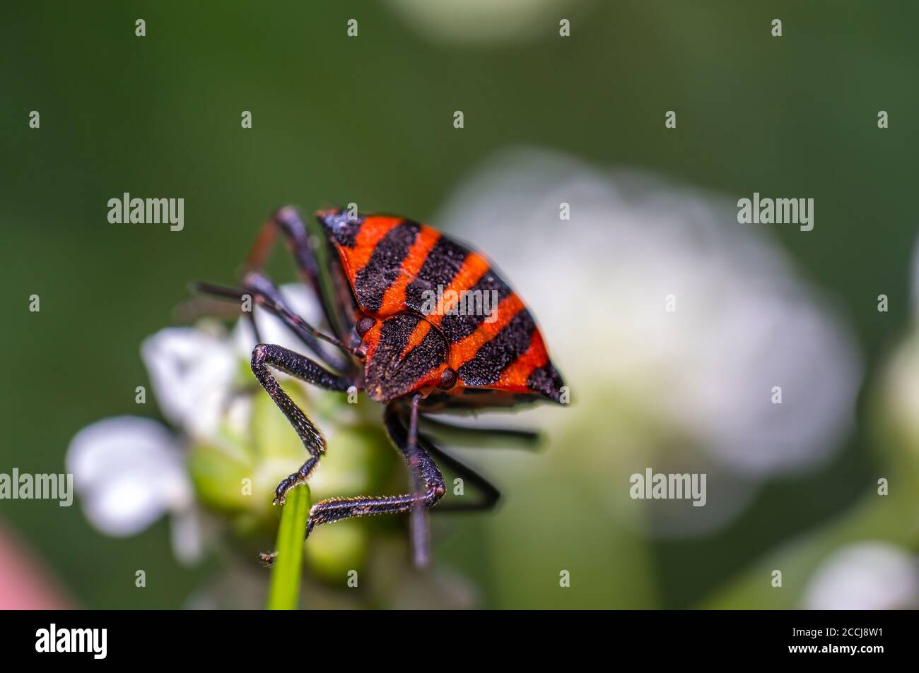 red black striped bug on blade of grass Stock Photo