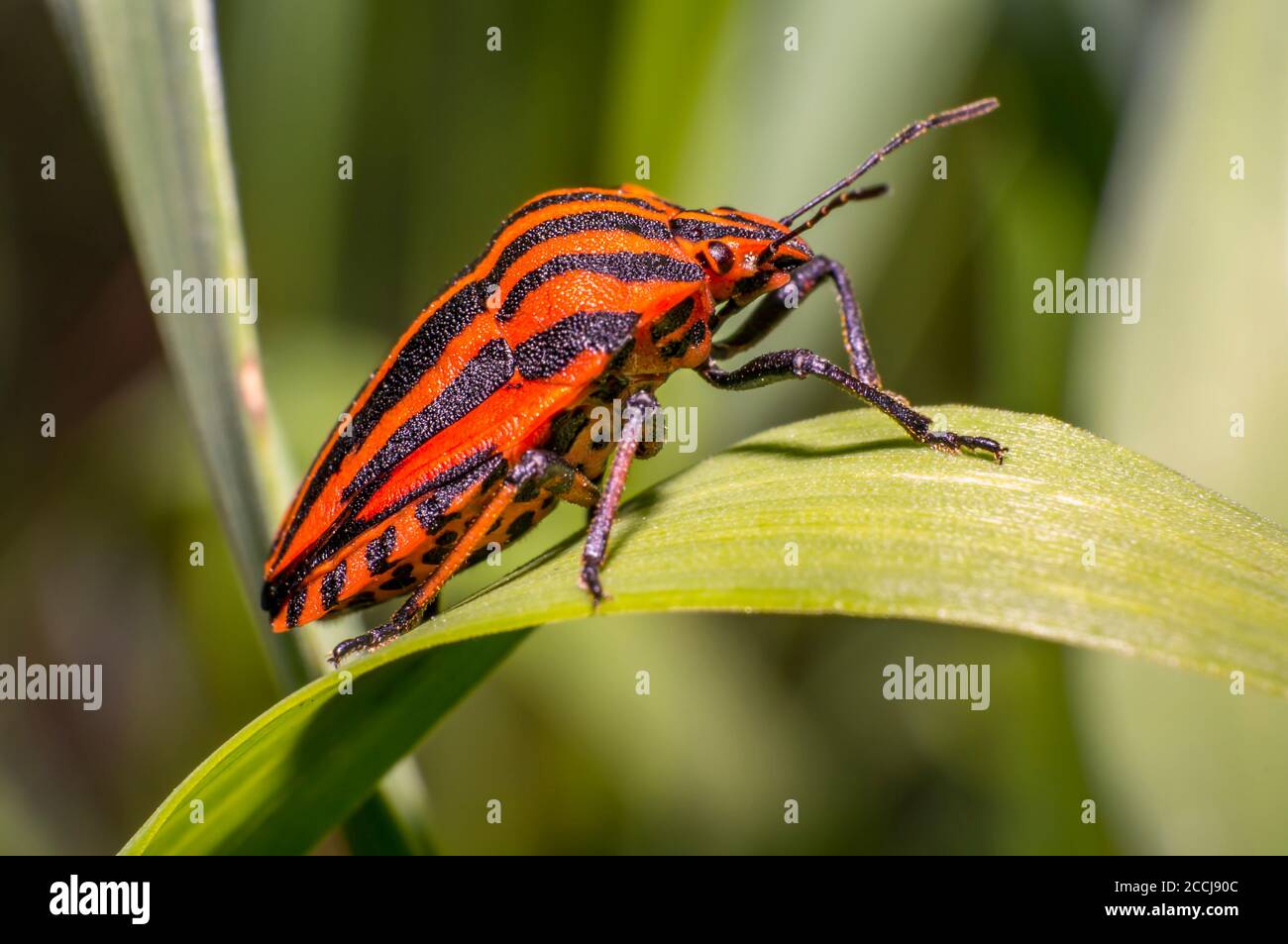 red black striped bug on blade of grass Stock Photo Alamy