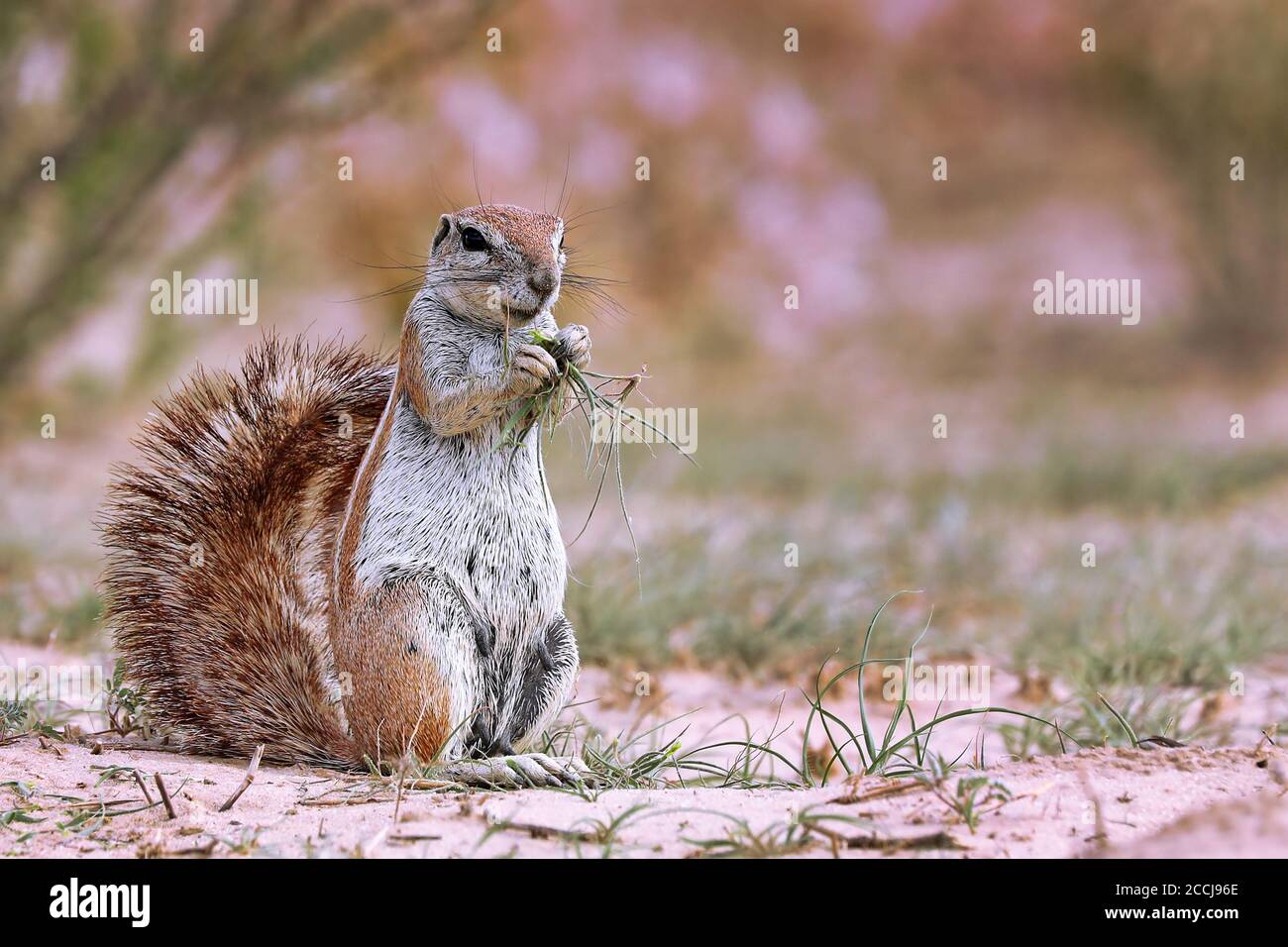 Ground squirrel, Kgalagadi Transfrontier National Park, South Africa