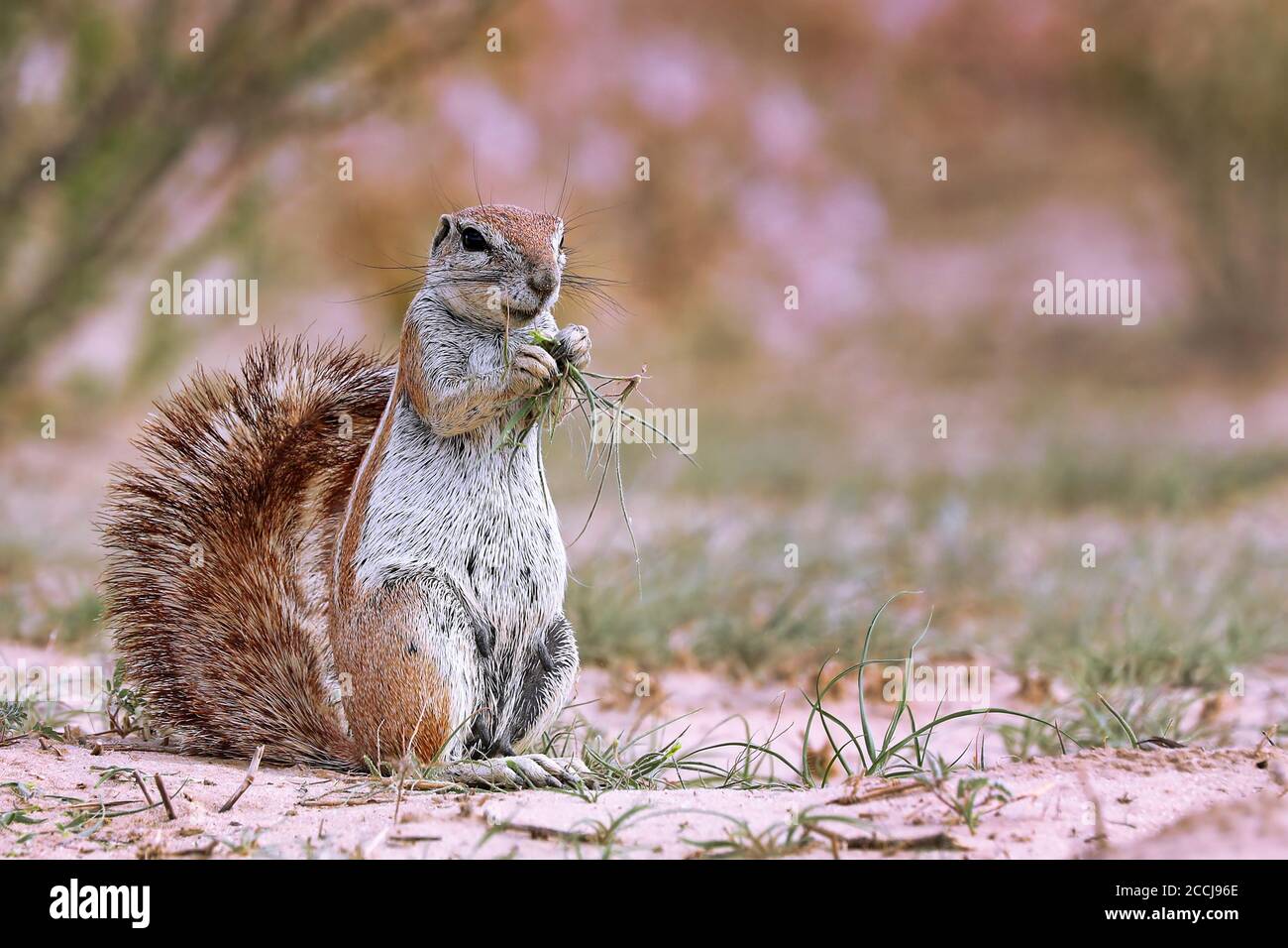 Ground squirrel, Kgalagadi Transfrontier National Park, South Africa, Stock Photo