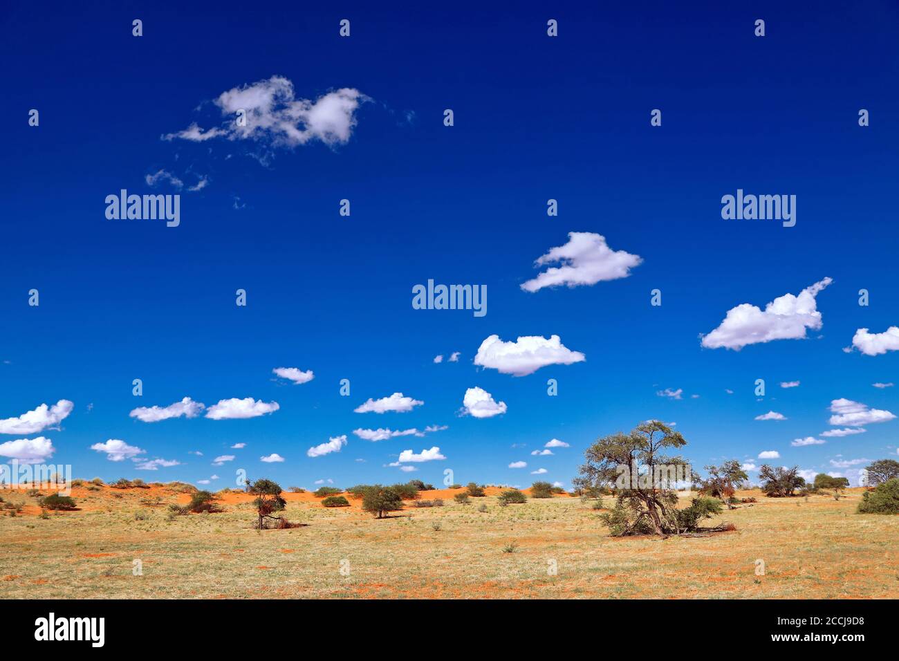 Landscape at Kgalagadi Transfrontier National Park, South Africa Stock Photo