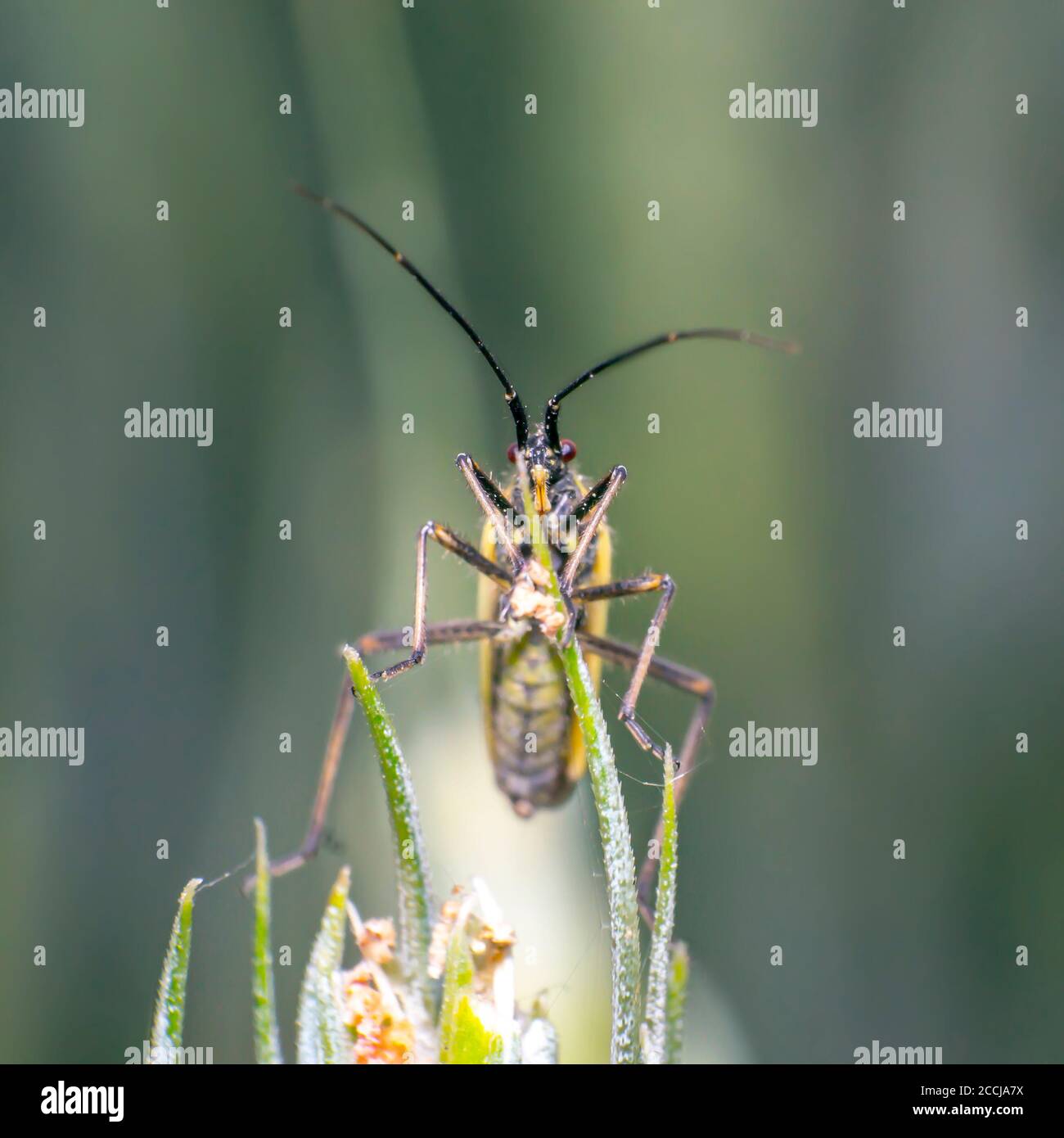 soft beetle on wheat stalk Stock Photo