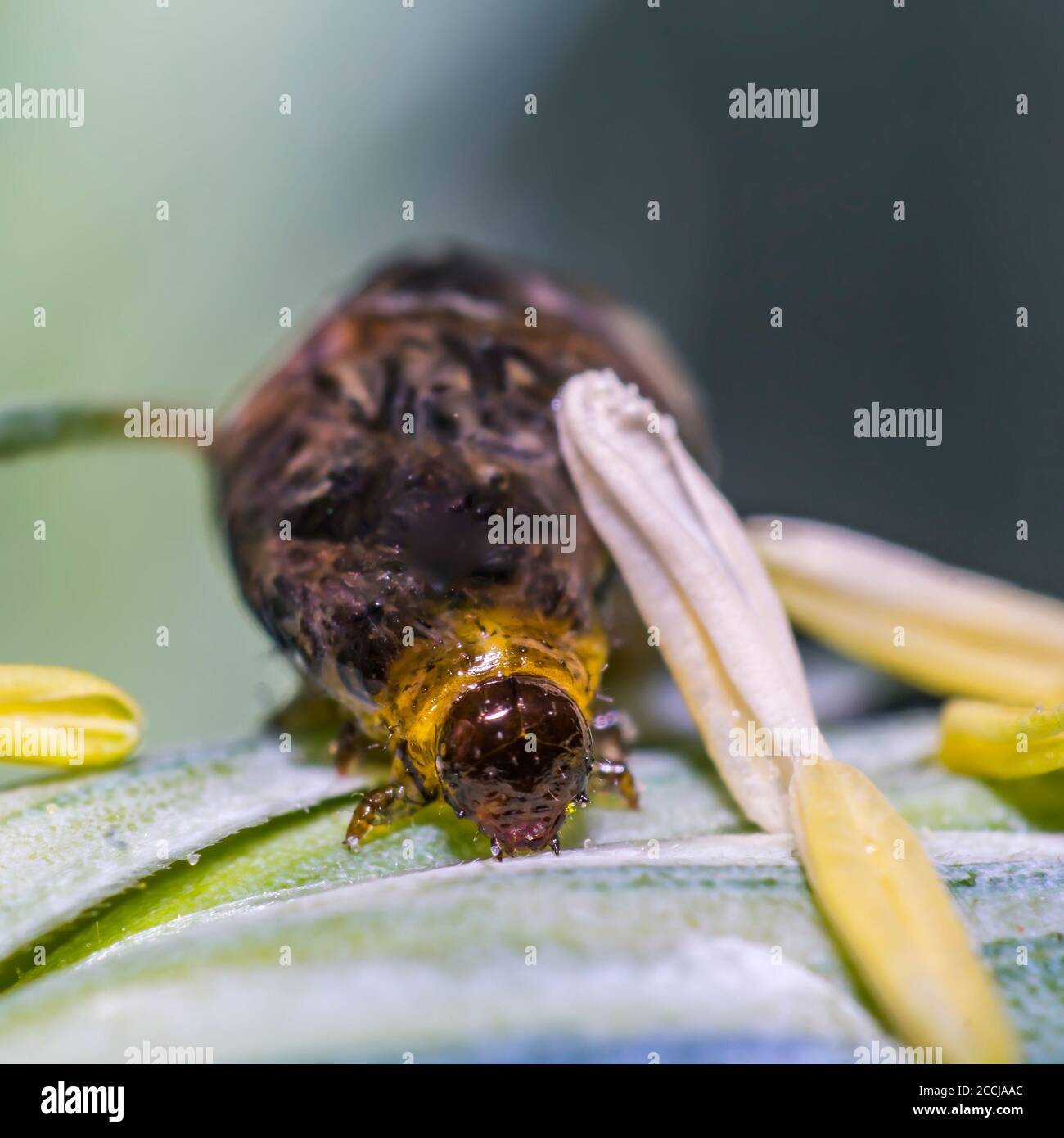 Thick grain pest caterpillar plague on wheat stalk Stock Photo