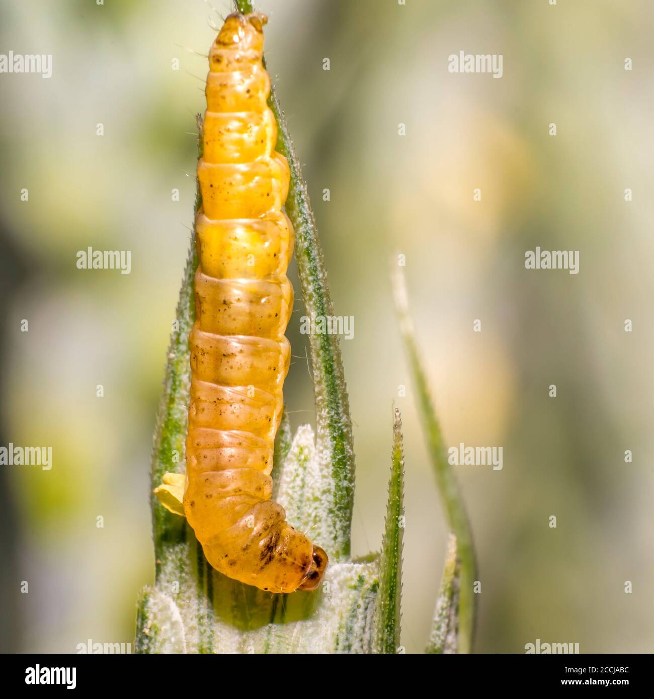 worm caterpillar on a blade of grass in the meadow Stock Photo Alamy