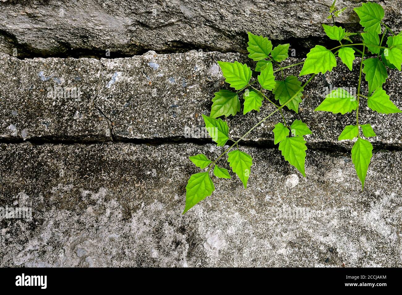 A young plant shoot growing out of a crevice in between some concrete slabs. Stock Photo