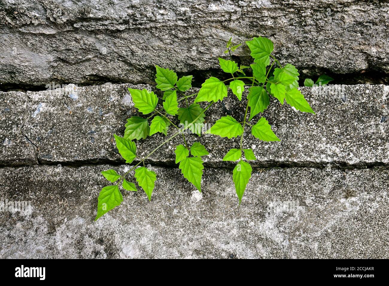 A young plant shoot growing out of a crevice in between some concrete slabs. Stock Photo