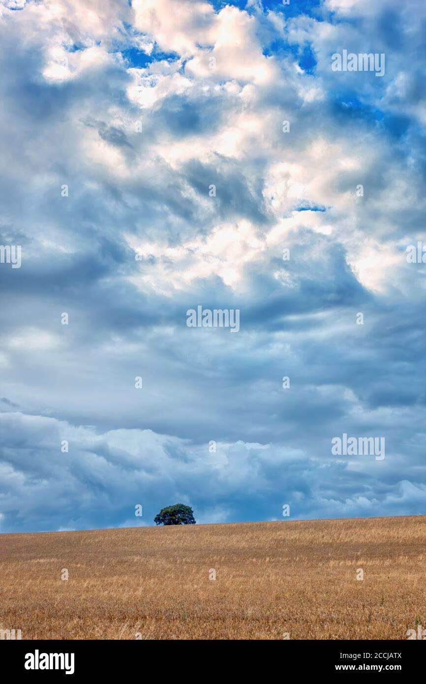 Sky tree field hi-res stock photography and images - Alamy