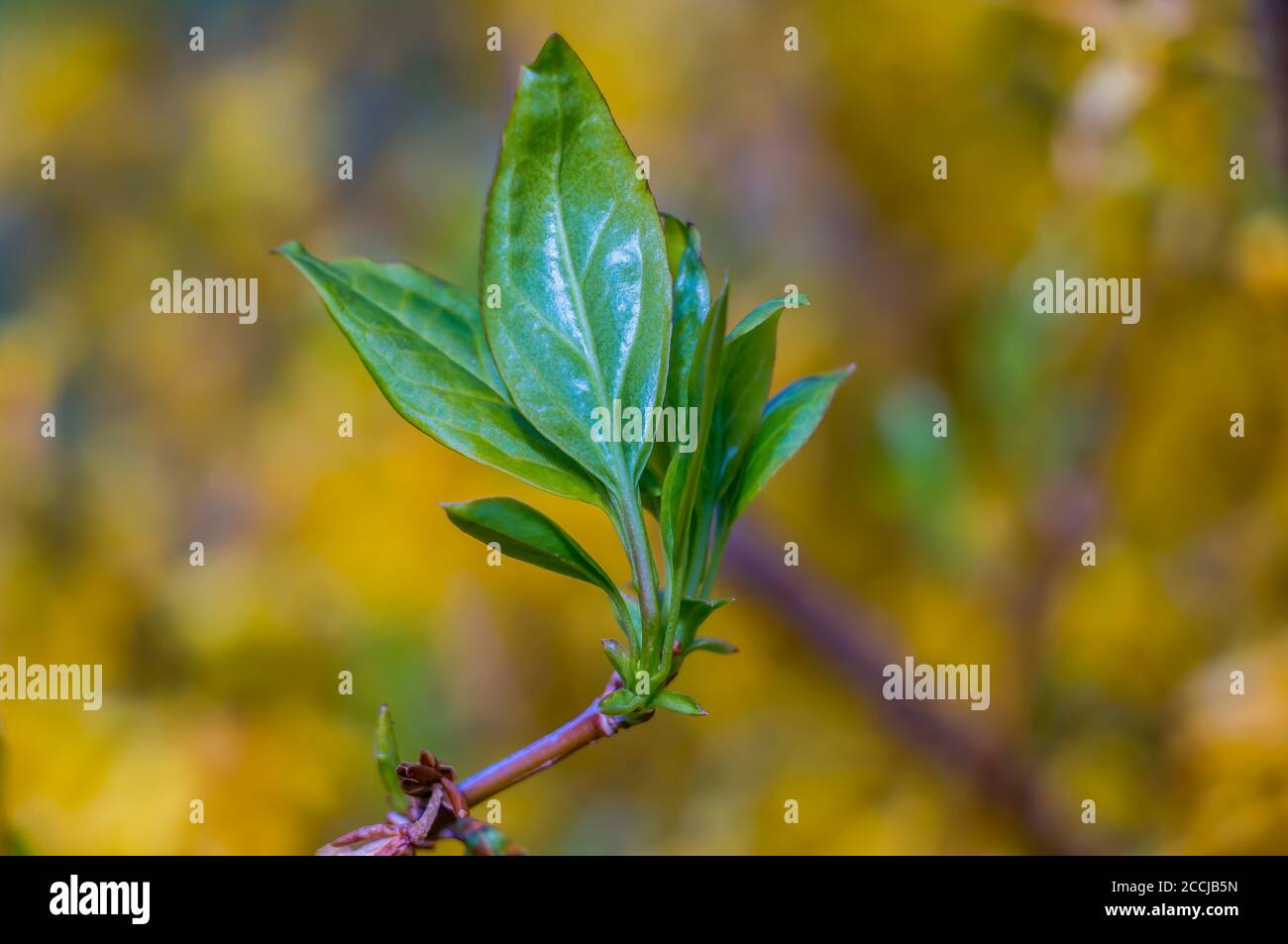 fresh green leaf bud in spring Stock Photo