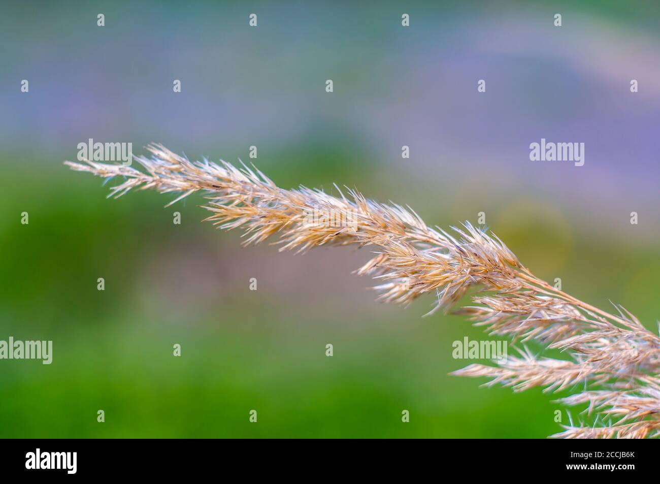 old reed from last year Stock Photo - Alamy