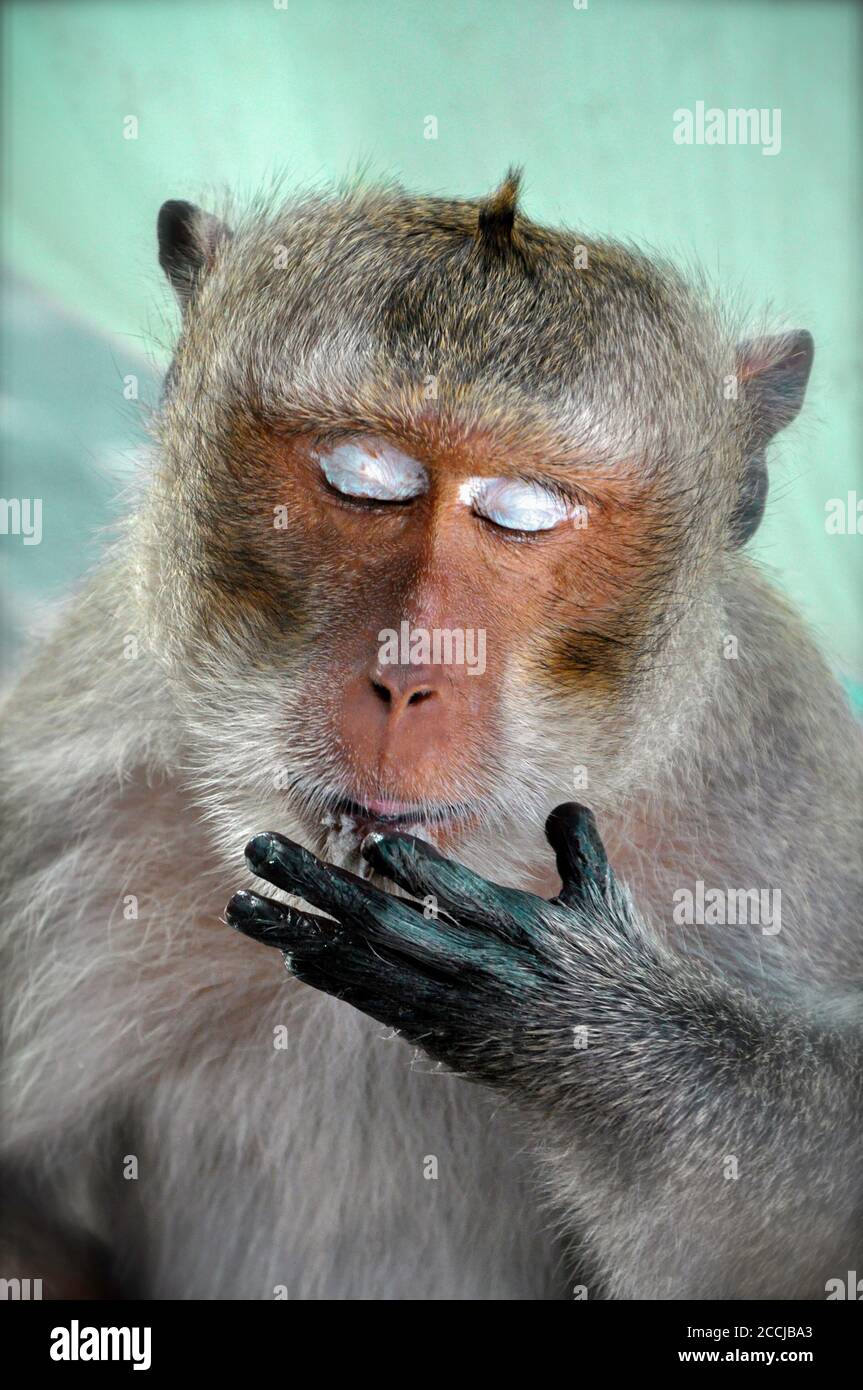 A macaque monkey licking it's fingers whilst feeding. His closed eyes show the white eyelids which look as though the monkey is wearing eye shadow. Stock Photo