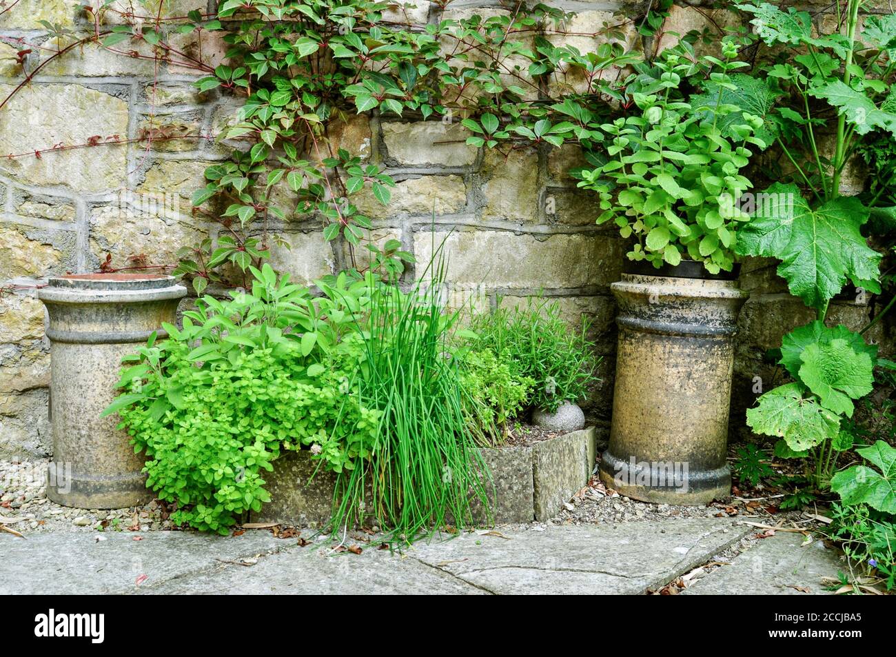 An arrangement of a variety of stone pots and planters with herbs and trailing ivy. In a walled  cottage garden setting. Stock Photo