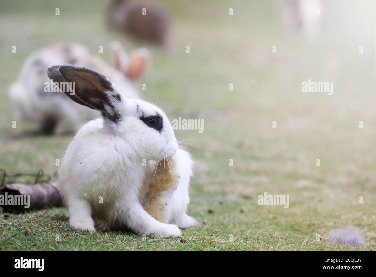 Rabbit feet hires stock photography and images Alamy