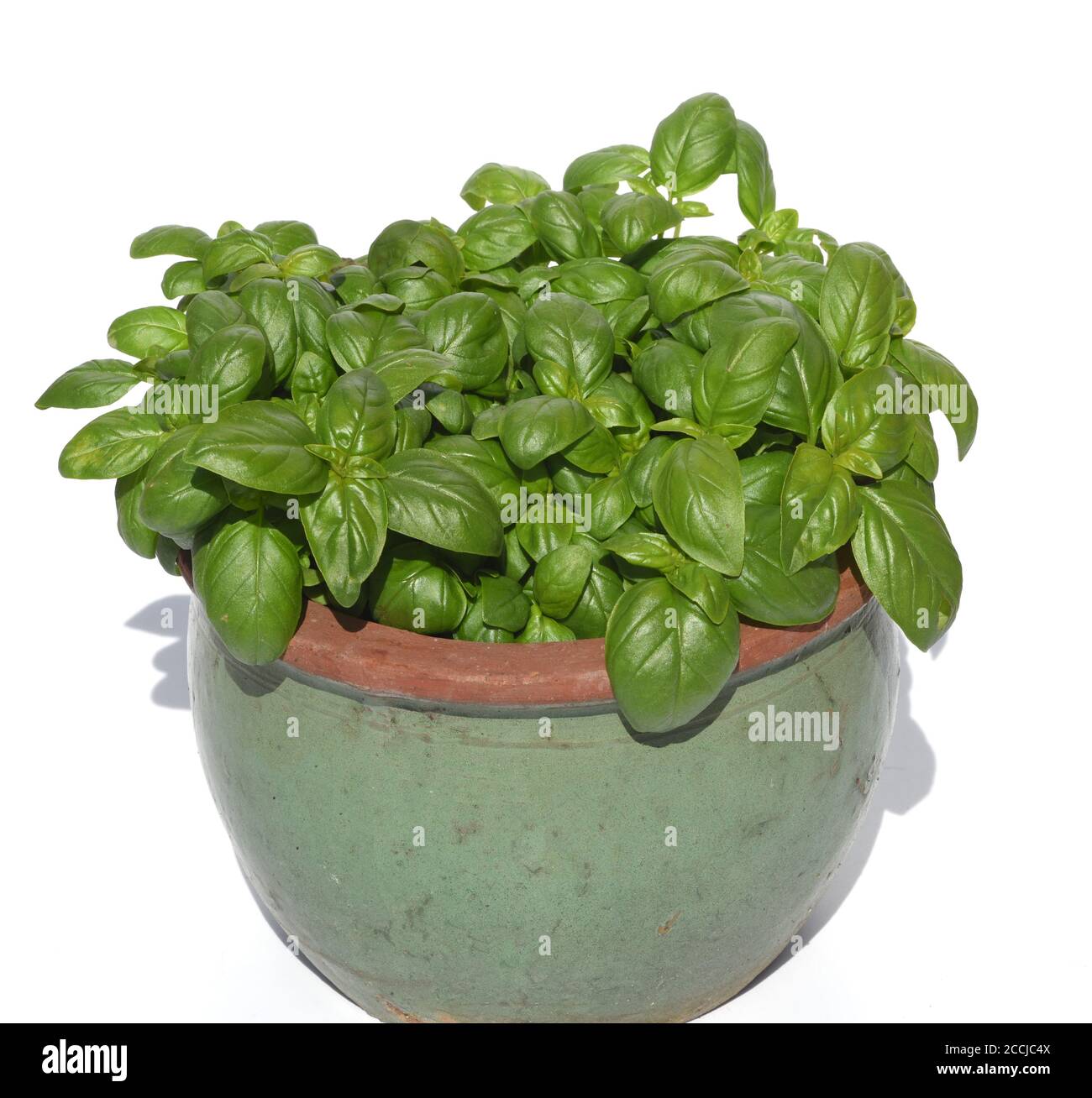 Basilikum, Ocimum basilicum, ist eine Heilpflanze und Kuechengewuerz mit gruenen Blaettern. Basil, Ocimum basilicum, is a medicinal plant and kitchen Stock Photo
