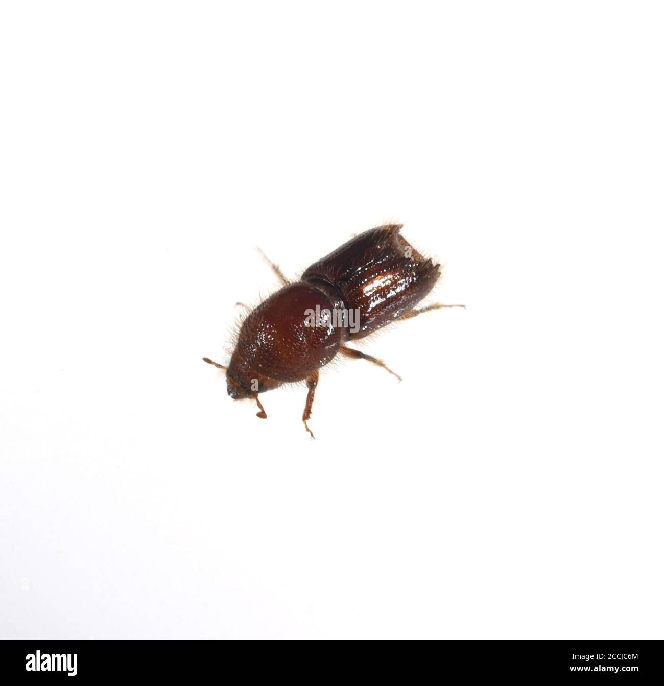 Borkenkaefer sind eine artenreiche Gruppe braun oder schwarz gefärbter Kaefer, von denen sich viele Arten unter der Borke. Bark beetles are a species- Stock Photo