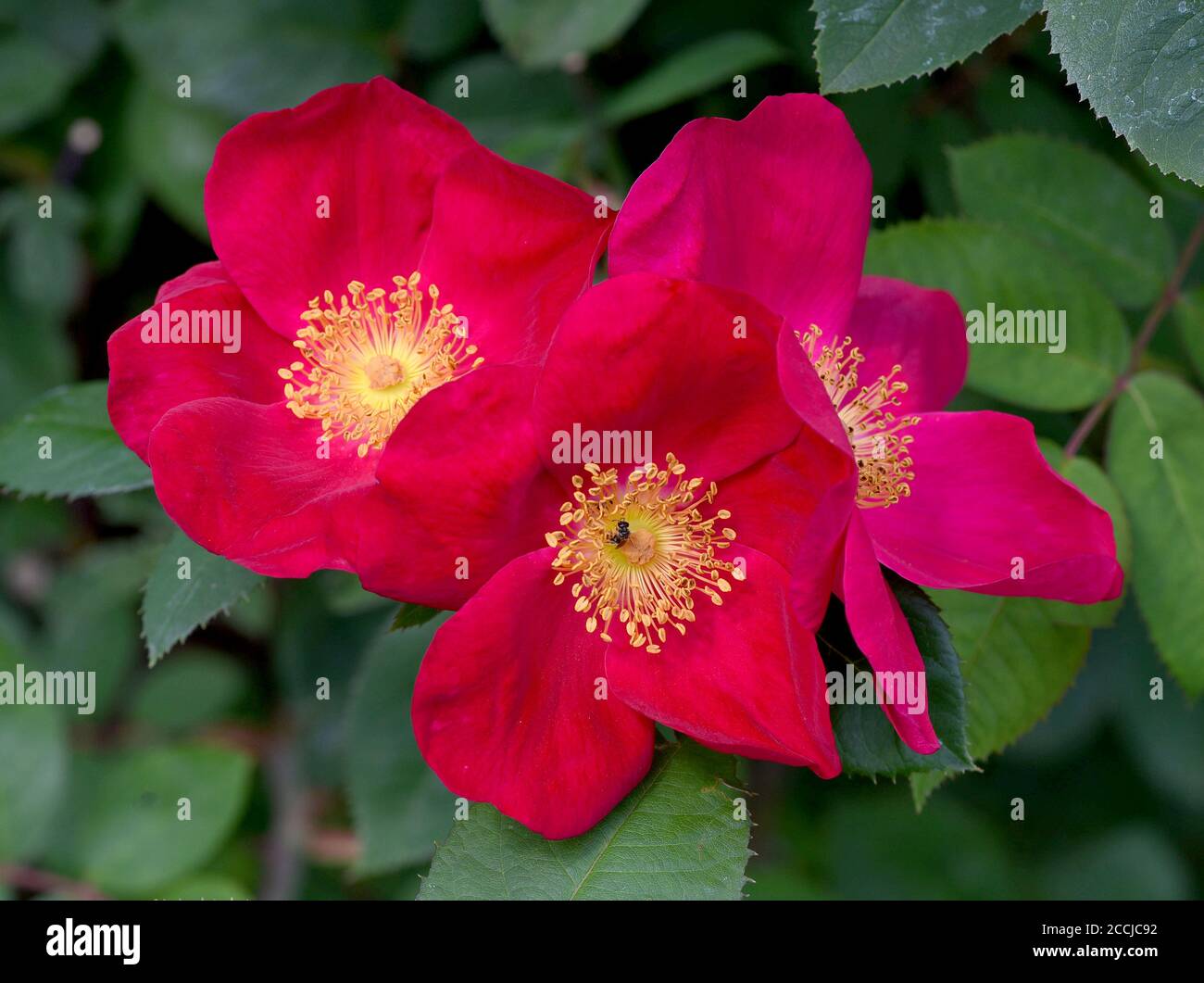 EssigRose, Rosa gallica, oder GallicaRose, ist ein Zierstrauch mit